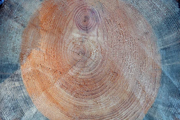 每年的木材环 树干锯的纹理 粗糙的纹理 — 图库照片