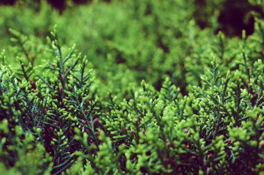  kozalaklı doku ardıç bahçe pençe