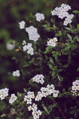   bahar bahçesinde çiçekli spirea çalı       