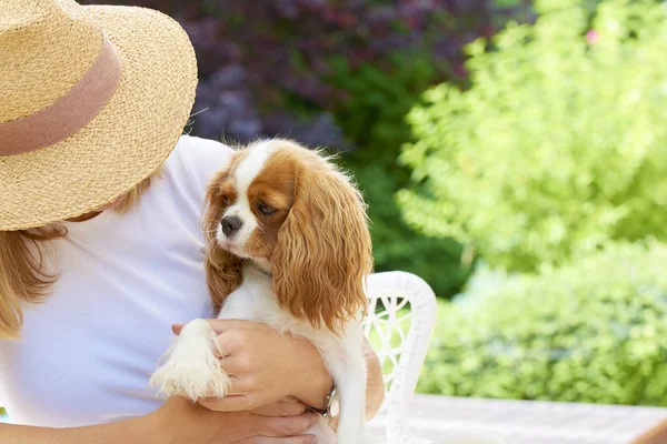 Onu Şövalye Kingcharles Yavru Köpek Ile Bahçesinde Otururken Hasır Şapka — Stok fotoğraf