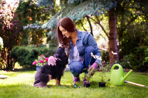 全长拍摄的年轻女子在自家后院园艺 而她可爱的骑士小狗坐在她旁边 种植花卉时穿着休闲装的快乐女人 — 图库照片