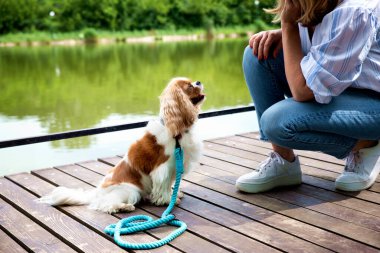 Süvari kralı Charles Spaniel 'in gölün kenarında tanınmayan sahibiyle oturduğu bir fotoğraf..