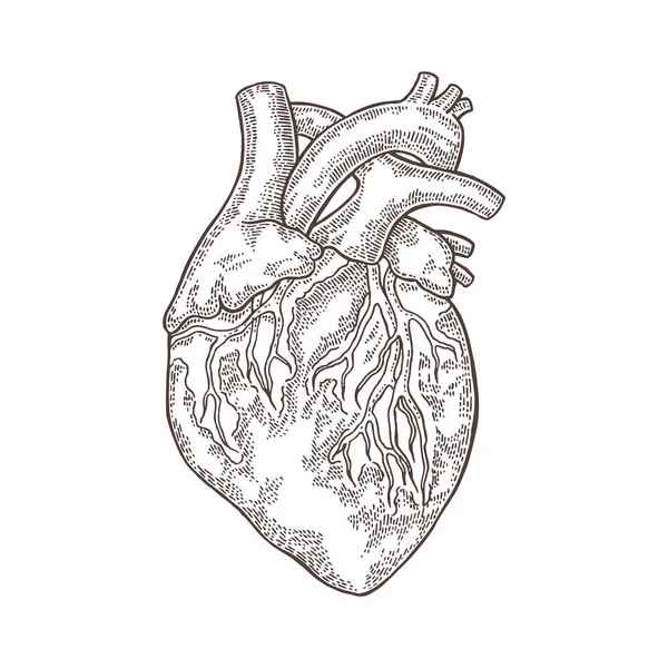 Corazón humano dibujado a mano aislado sobre fondo blanco. Ilustración grabada vectorial . — Vector de stock