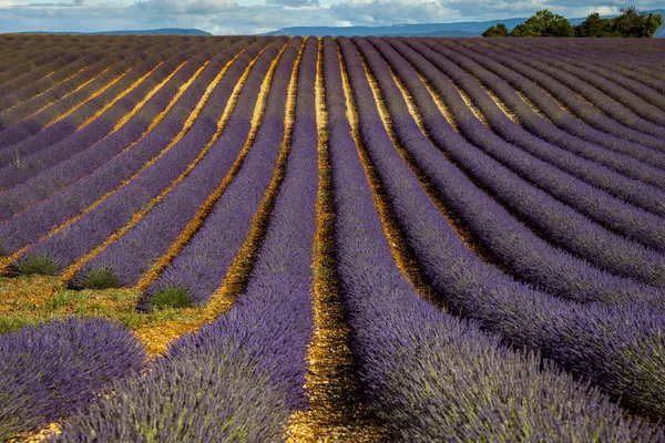 Lavender Fields Valensole Provence — Stock Photo, Image