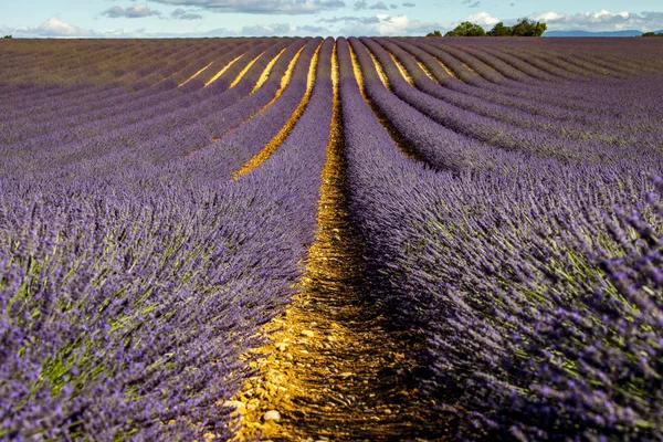 Levandulová Pole Valensole Provence — Stock fotografie