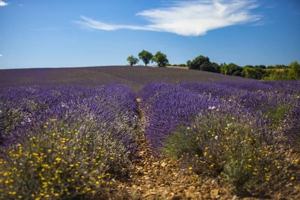 Campi Lavanda Valensole Provenza — Foto Stock