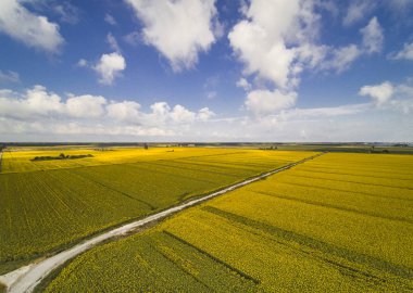 Hava manzarası, Pisa, Toskana yakınlarındaki ayçiçeği tarlaları.