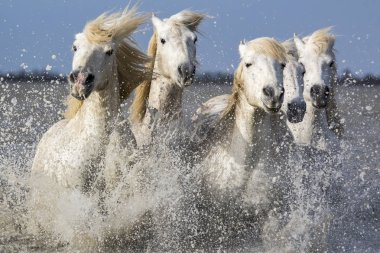 Camargue beyaz atlar, Fransa