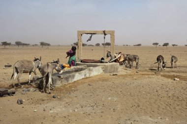 Tissint, Souss-Massa/Fas-Haziran 11 2013: berber göçebeli. Kendi dillerinde berbers 
