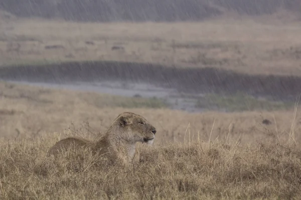 Zona Conservazione Ngorongoro Tanzania Africa — Foto Stock