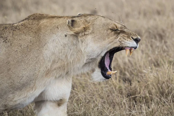 Zone Conservation Ngorongoro Tanzanie Afrique — Photo