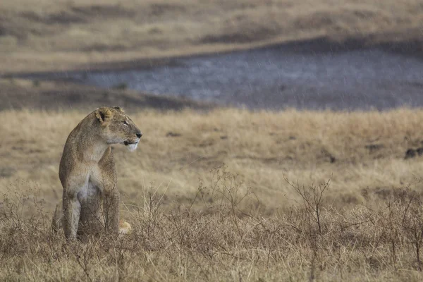 Ngorongoro Schutzgebiet Tansania Afrika — Stockfoto