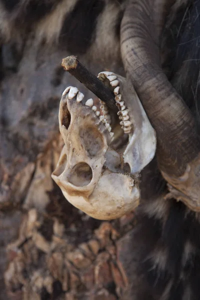 Lake Eyasi Arusha Tanzania Oct 2014 Baboon Skulls One Hadzabe — Stock Photo, Image