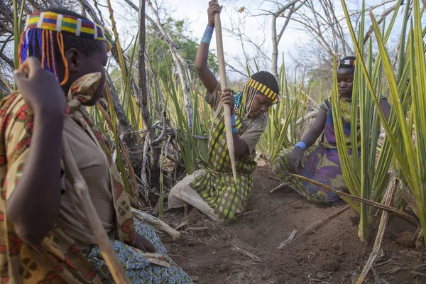 埃亚西湖 阿鲁沙 坦桑尼亚 2014年10月15日 妇女的任务之一是收集在灌木丛中发现的用尖木棍的自发块茎 — 图库照片