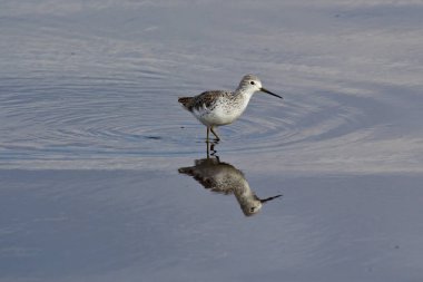 Nakuru Ulusal Parkı Piro Piro kuş, Kenya