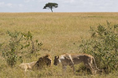Aslanlar Masai Mara Milli Parkı, Kenya