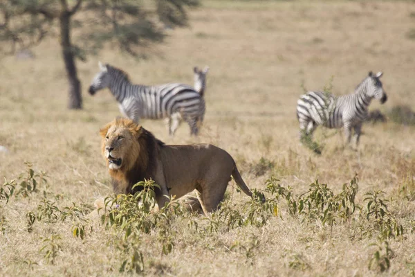 Lion Dans Parc National Lac Nakuru Kenya — Photo