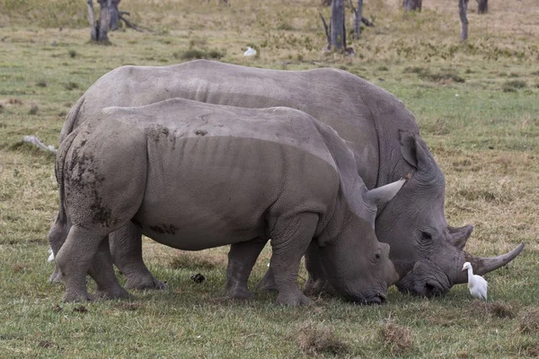 Rinocerontes Blancos Parque Nacional Lago Nakuru Kenia —  Fotos de Stock