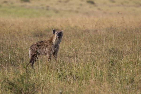 Uma Hiena Parque Nacional Masai Mara Quênia — Fotografia de Stock