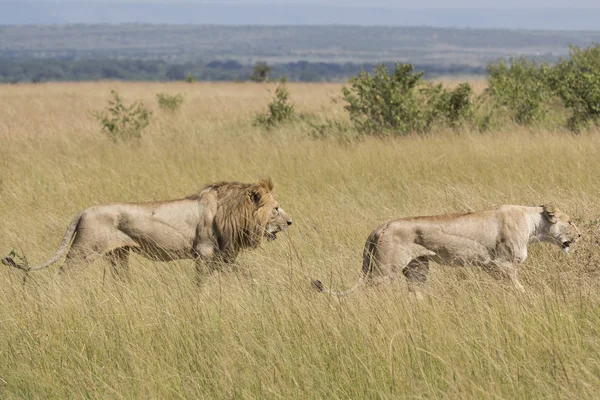 Lions Masai Mara National Park Kenya — Stock Photo, Image