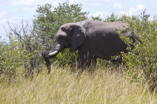 Elefante Parque Nacional Masai Mara Kenia —  Fotos de Stock