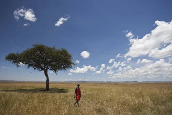 Masai Savannah Kenya — Stock Photo, Image