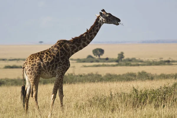 Masai Mara Ulusal Parkı Nda Bir Zürafa Kenya — Stok fotoğraf