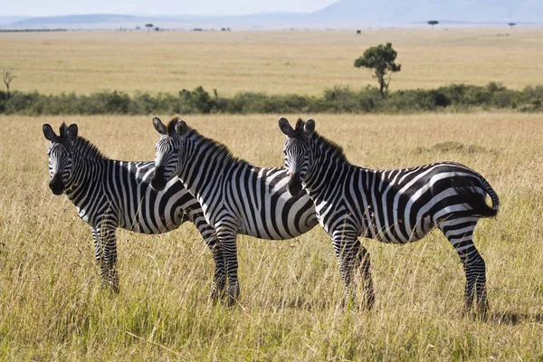 Zebry Parku Narodowym Masai Mara Kenii — Zdjęcie stockowe