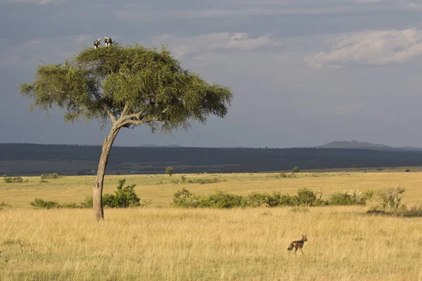 Landscape Masai Mara National Park Kenya — Stock Photo, Image