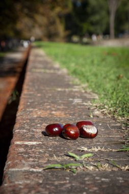 Lucca: otunno somurtkan antiche mura monumentali