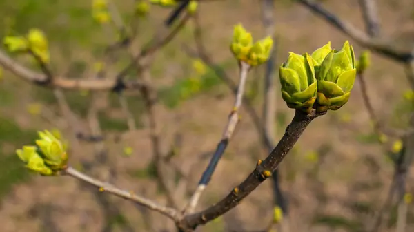 Green buds on a tree branch. Blurred background.