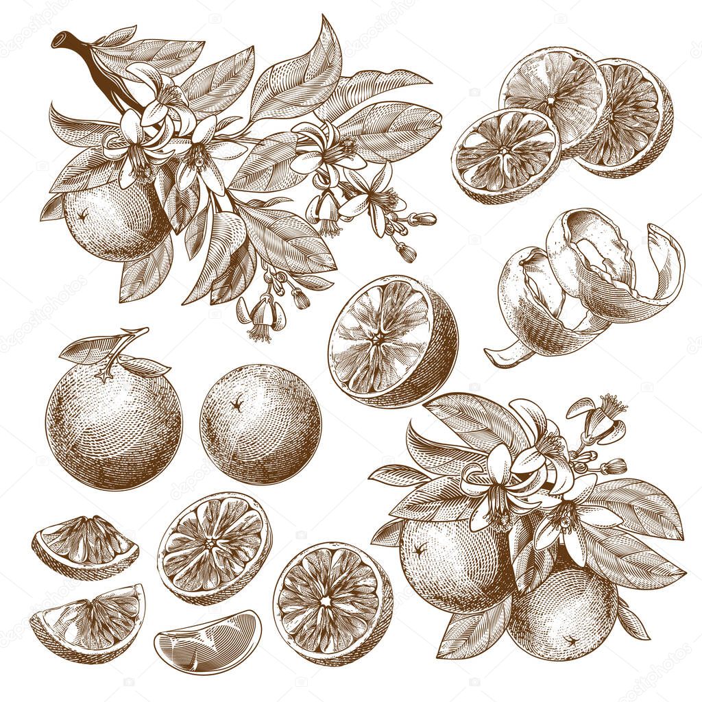 Engraved orange fruit with flowers, leaves and branches