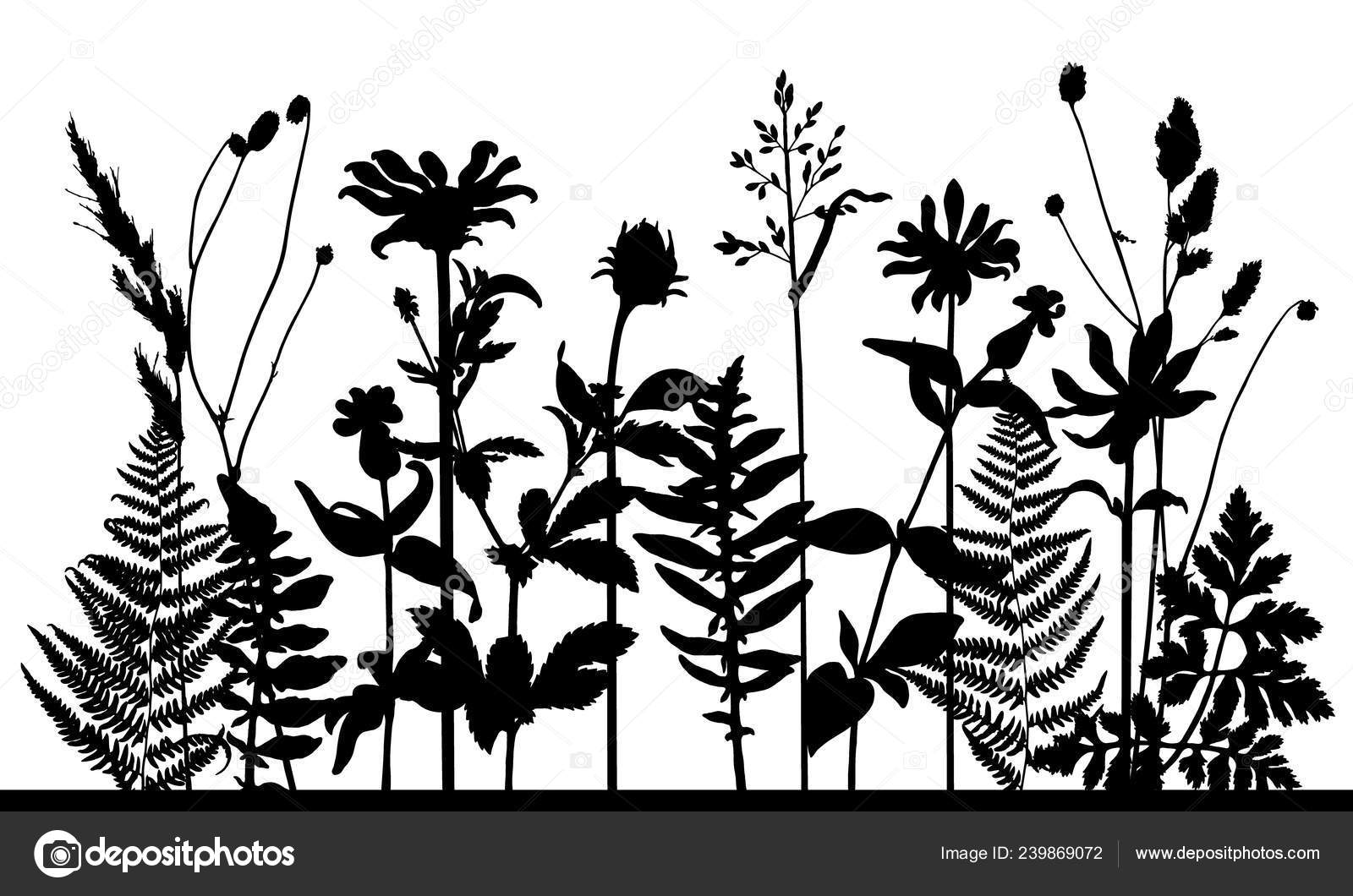 Download Vector Silhouette Meadow Wild Grass Plants Isolated Horizontal Floral Frame Vector Image By C Vaslinsh Vector Stock 239869072