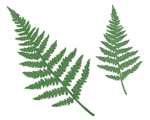 Collection Vector Green Hand Drawn Fern Isolated White Background Design Stock Vector