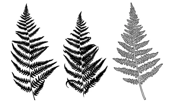 Collection Vector Black Silhouettes Fern Isolated White Background Design Objects Royalty Free Stock Illustrations