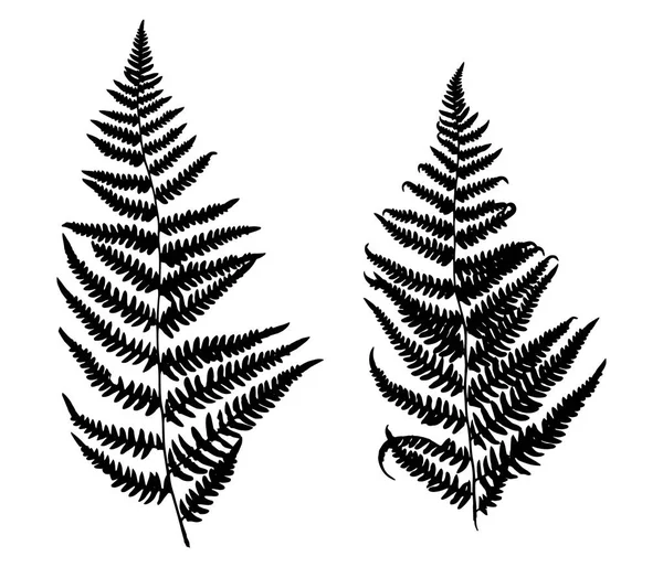 Collection Vector Black Silhouettes Fern Isolated White Background Design Objects Royalty Free Stock Vectors