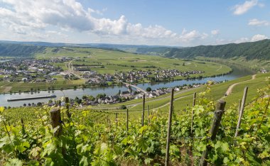 Piesport Panorama Moselle Almanya.
