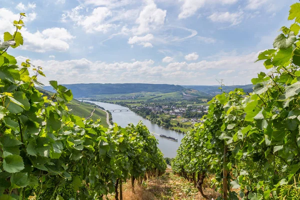 Longuich Moselle Germany Europe — Stock Photo, Image