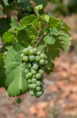 Bir asma Moselle, üzüm.