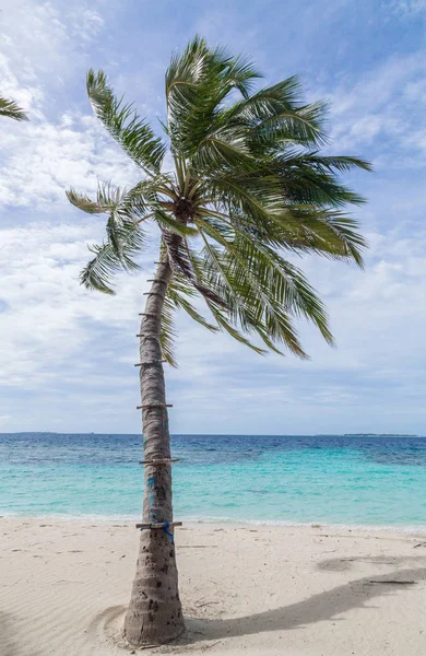 Playa Con Palmera Isla Del Atolón Meedhoo Raa Maldivas — Foto de Stock