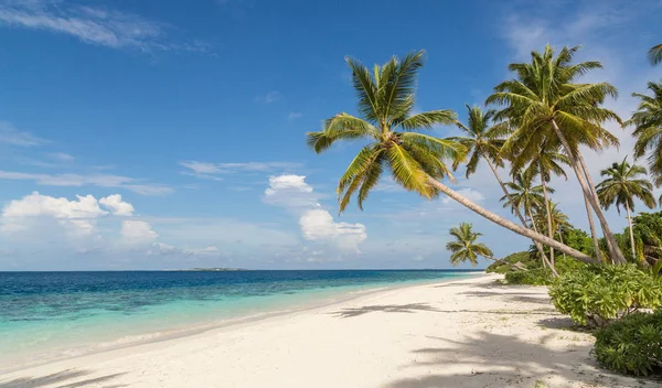 Pláž Palmami Atol Island Maledivy — Stock fotografie