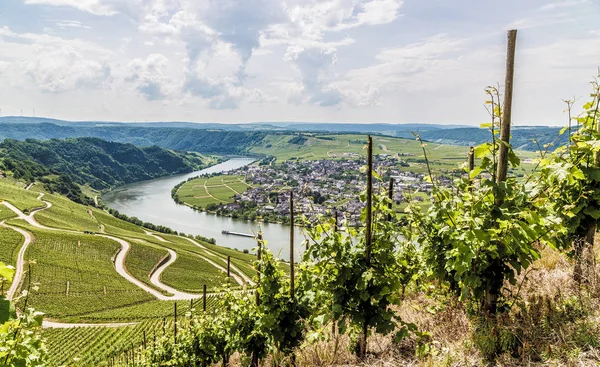 Piesport on the Moselle Rhineland-Palatinate Germany. — Stock Photo, Image