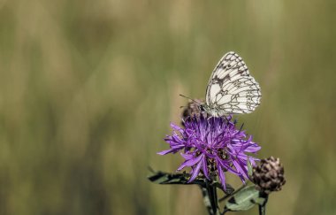 Kopyalama alanı olan beyaz kelebek
