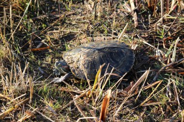 tarih Pzr turtle