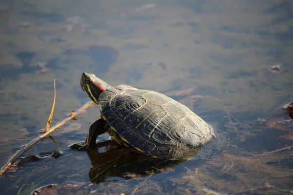 Черепаха Солнце — стоковое фото