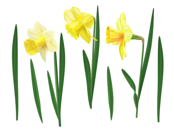 Narcissus set vector illustration. — Stock Vector