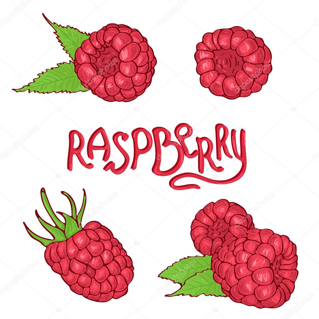 Hand drawn raspberry set . Sketch style vector illustration.