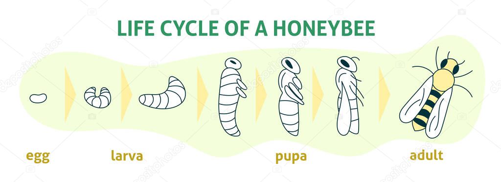 Life Cycle of a Honey Bee. Vector flat modern illustration. Biology infographic. Honey organic business production process.