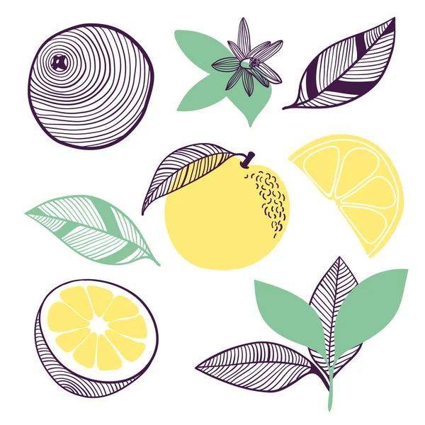 Gyűjteménye citrusfélék. Gyümölcs, levél és darab narancs vagy citrom. Vector kézzel rajzolt illusztrációja a modern divatos lapos stílusban webes, nyomtatott. — Stock Vector