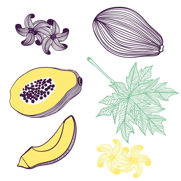 Gyűjteménye papaya. Gyümölcsök, levelek és darab papaya. Vector kézzel rajzolt illusztrációja a modern divatos lapos stílusban webes, nyomtatott. — Stock Vector
